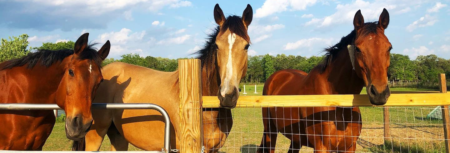 horse veterinarian near me