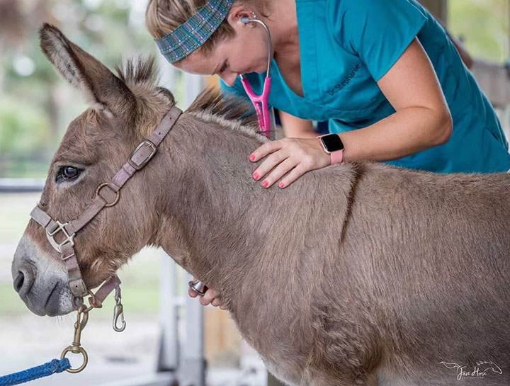 Veterinarian With Farm Animals